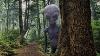 Forest Ranger Captures Perturbant Créature Sur Son Trail Caméra